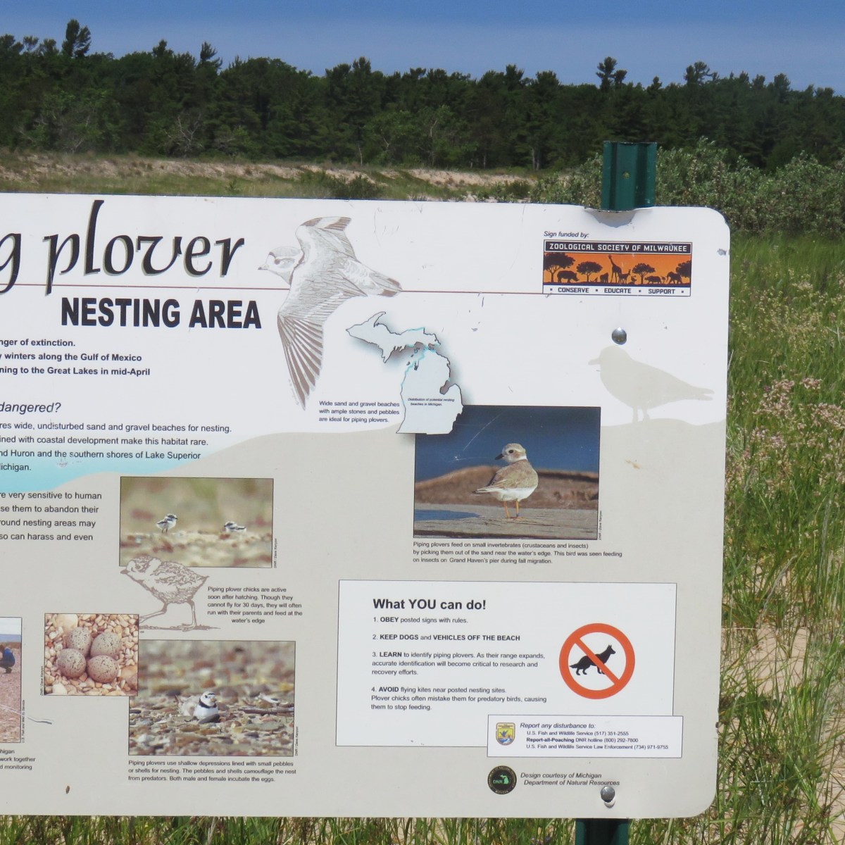 An interpretive outdoor sign with facts and photos about the Piping Plover nesting area