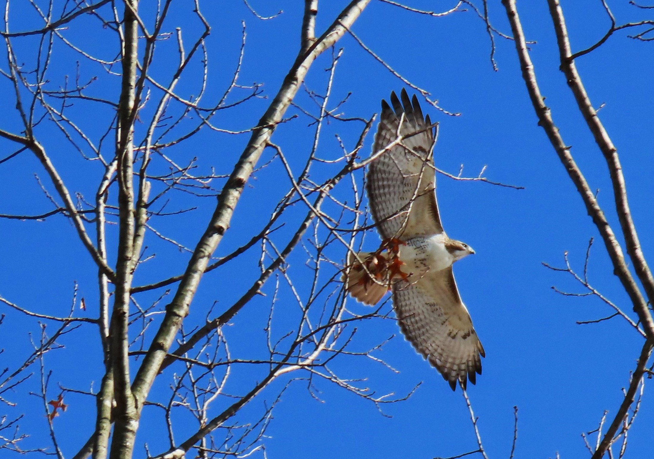 A Red-tailed Hawk soars above a tree, across a bright-blue sky