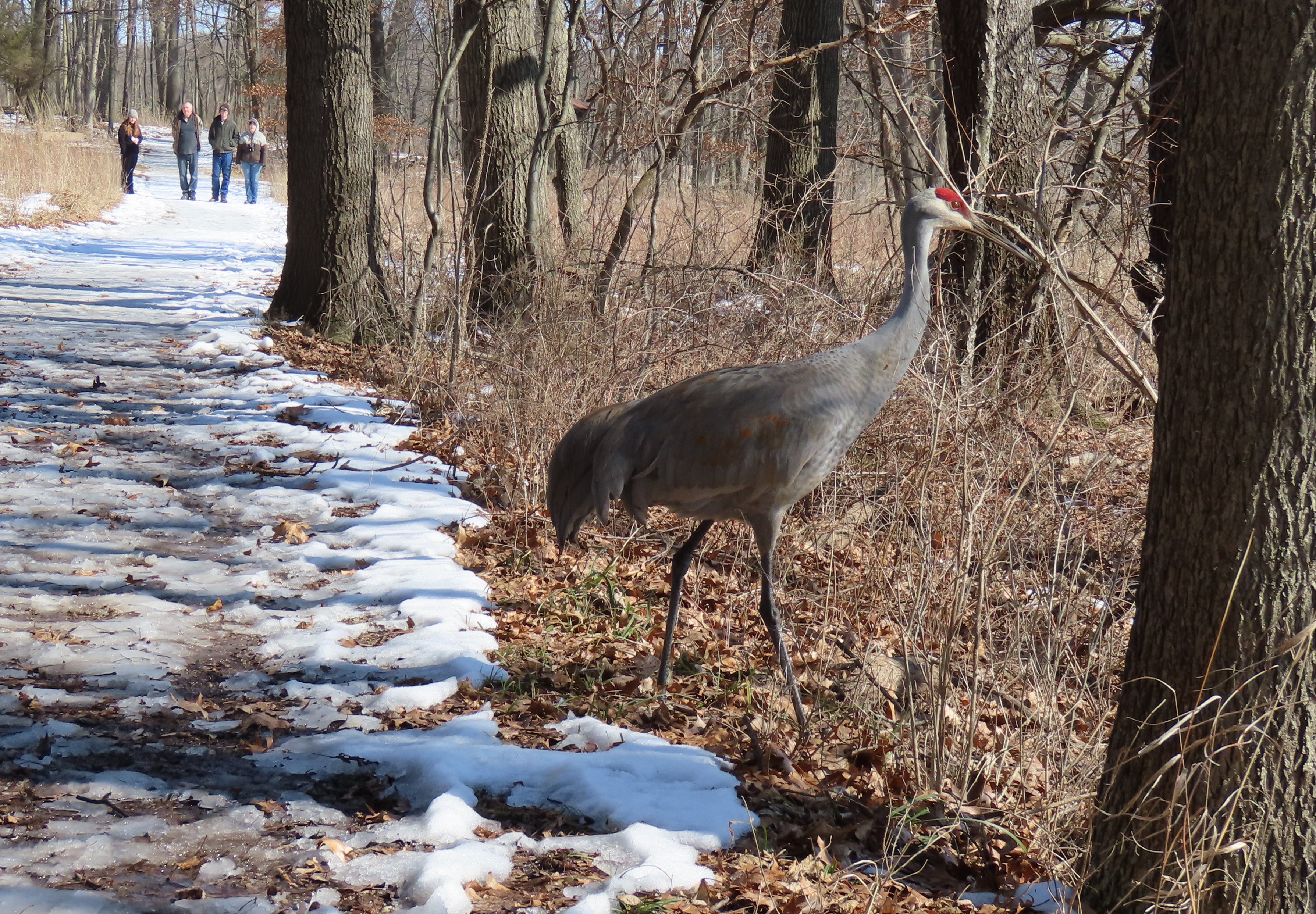 A Sandhill Crane walks across a snowy trail while four people watch from a distance