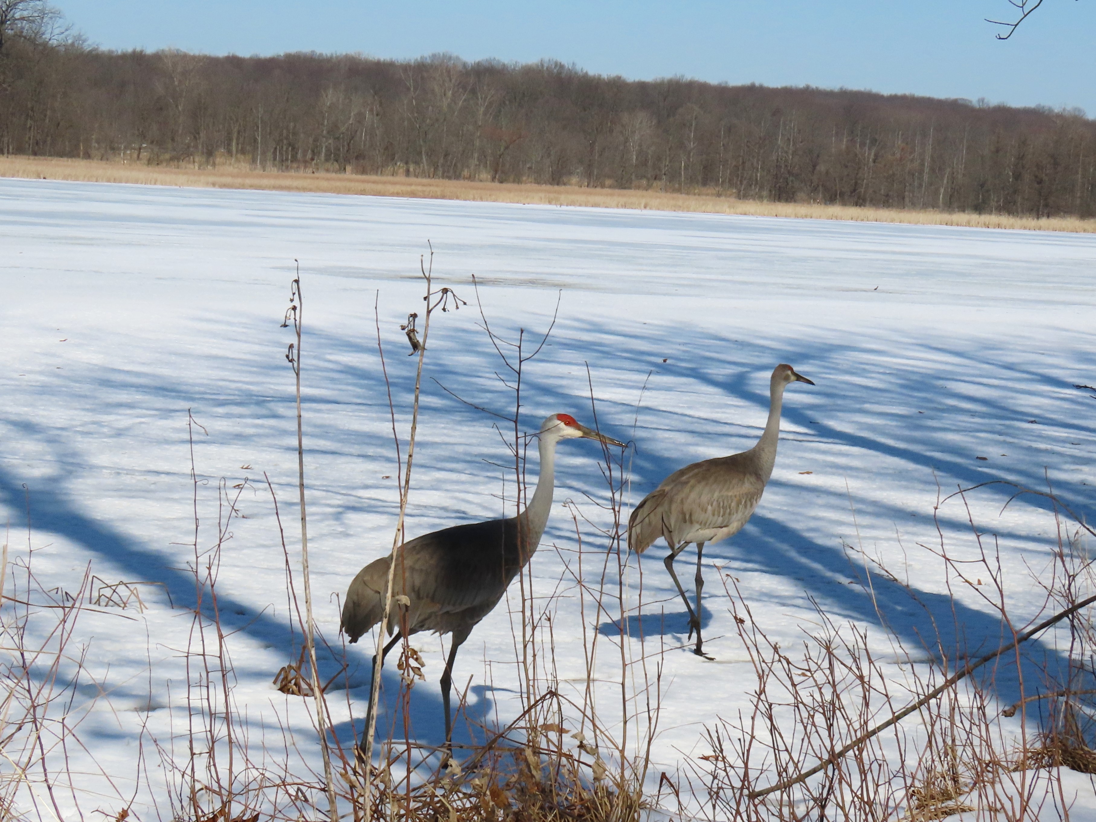 Two Sandhill Cranes walk on a frozen lake