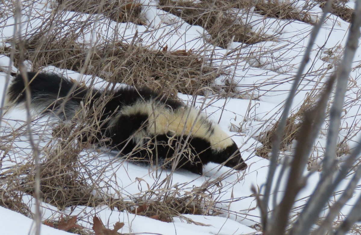 A skunk runs downhill through the snow and vegetation