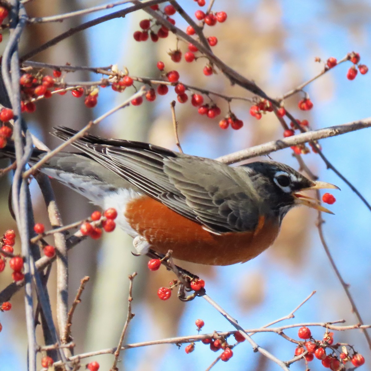 A Robin eats a red berry