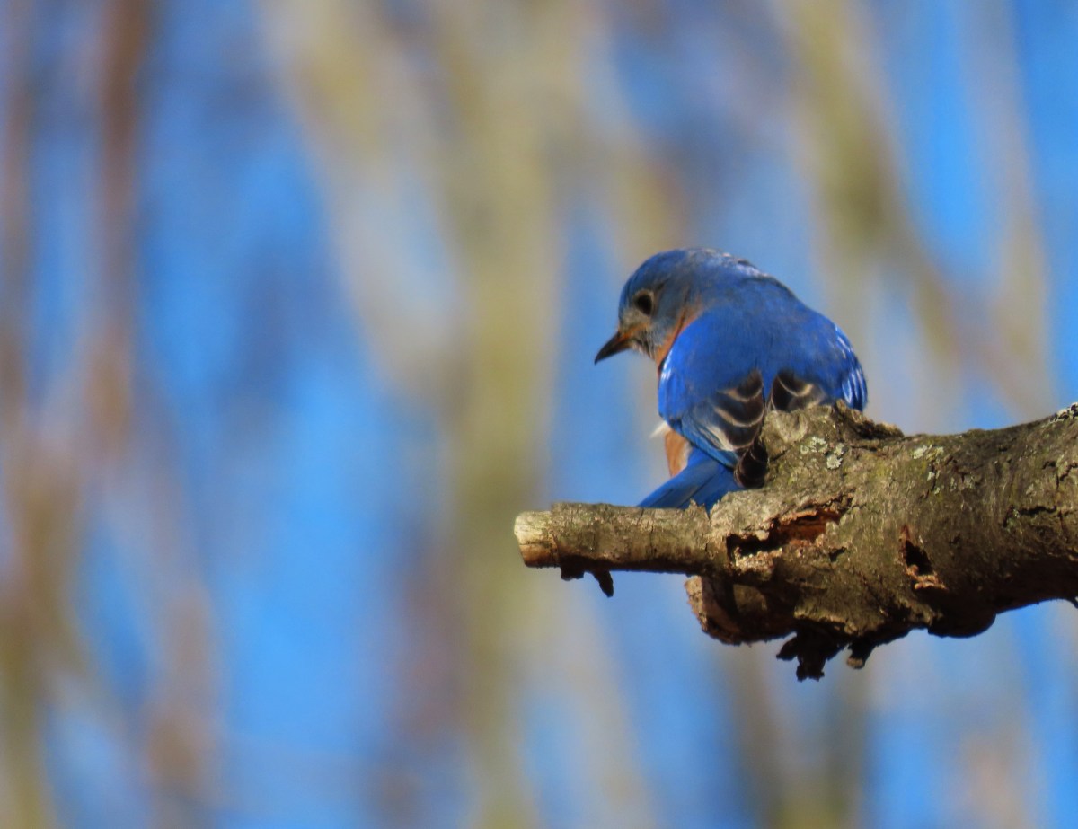 An Eastern Bluebird looks down from his perch on a branch, the background in the image is blurred.