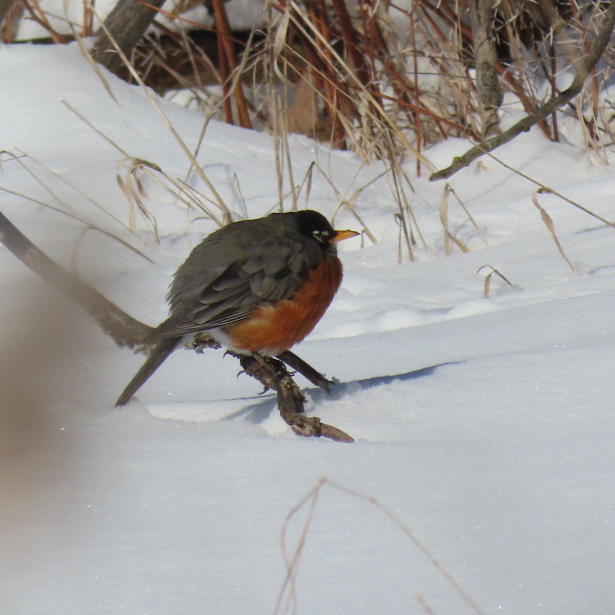 A Robin puffed up on a low branch near the snow