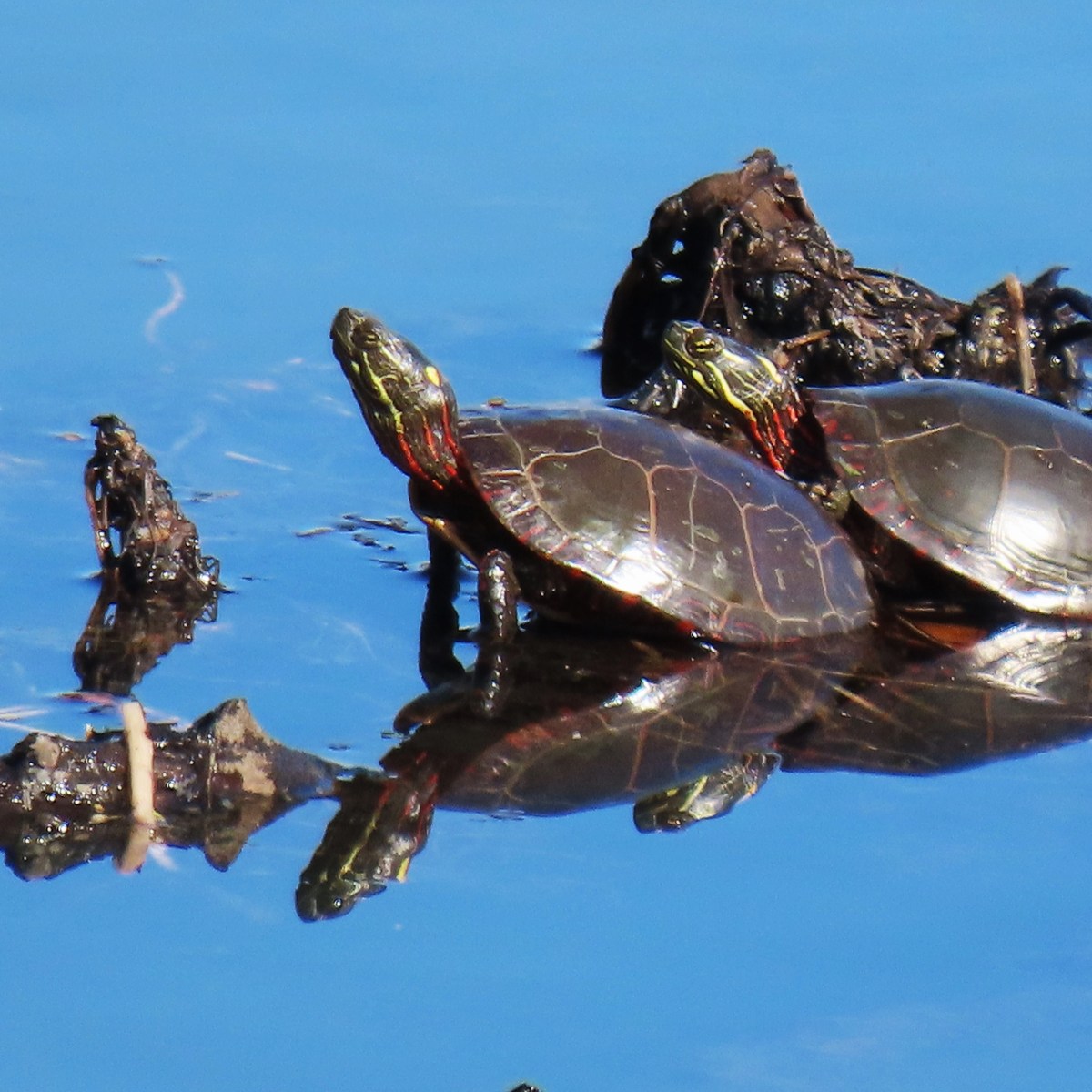 Two painted turtles sit on a partially submerged log