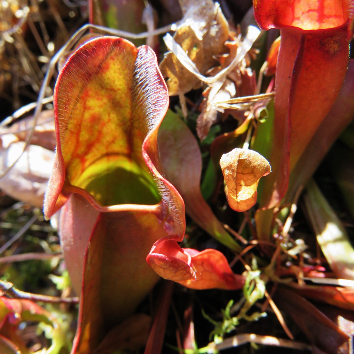 A close-up photo of pitcher plant tubes