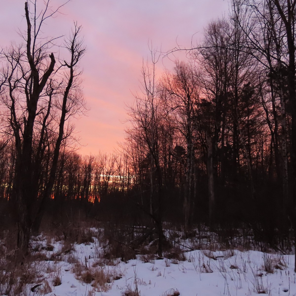 A pinkish-purple sky against a snow-covered wooded landscape