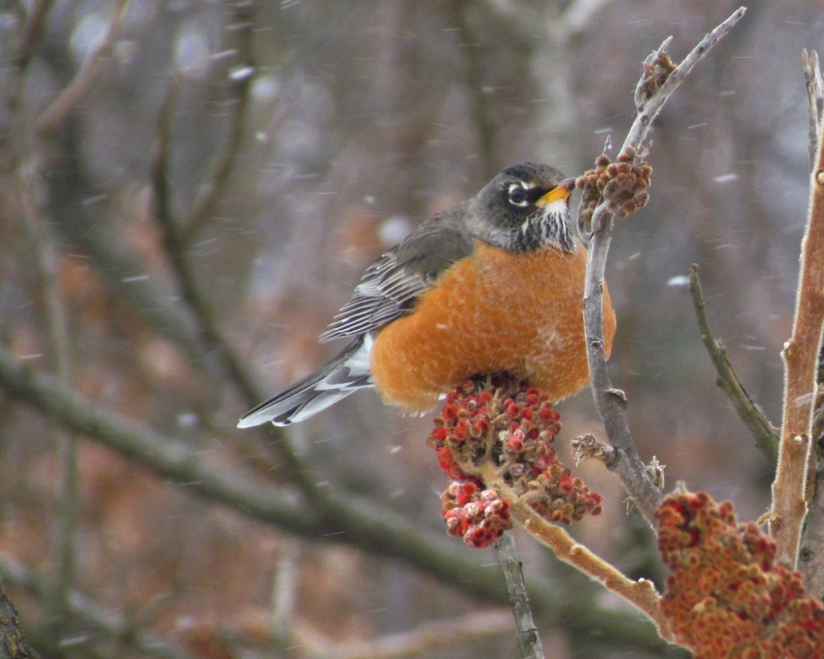A Robin feeding on sumac as snowflakes fall around it