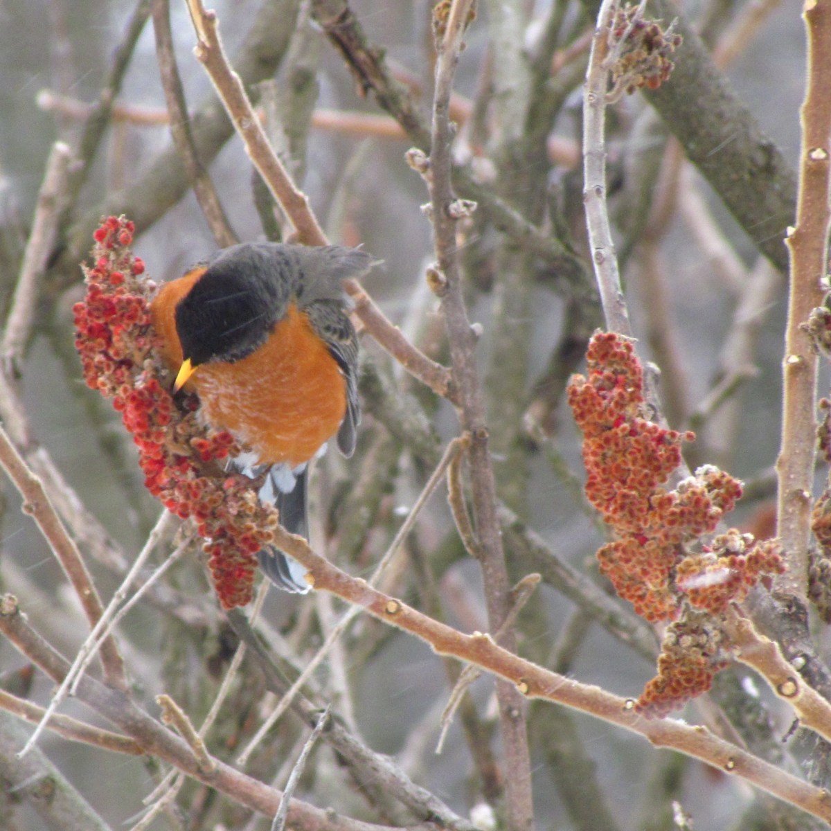 A Robin feasts on a sumac plant in the winter