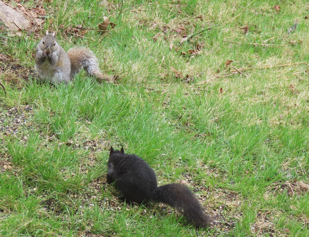 Two gray squirrels, one gray and one black, search for food in the grass