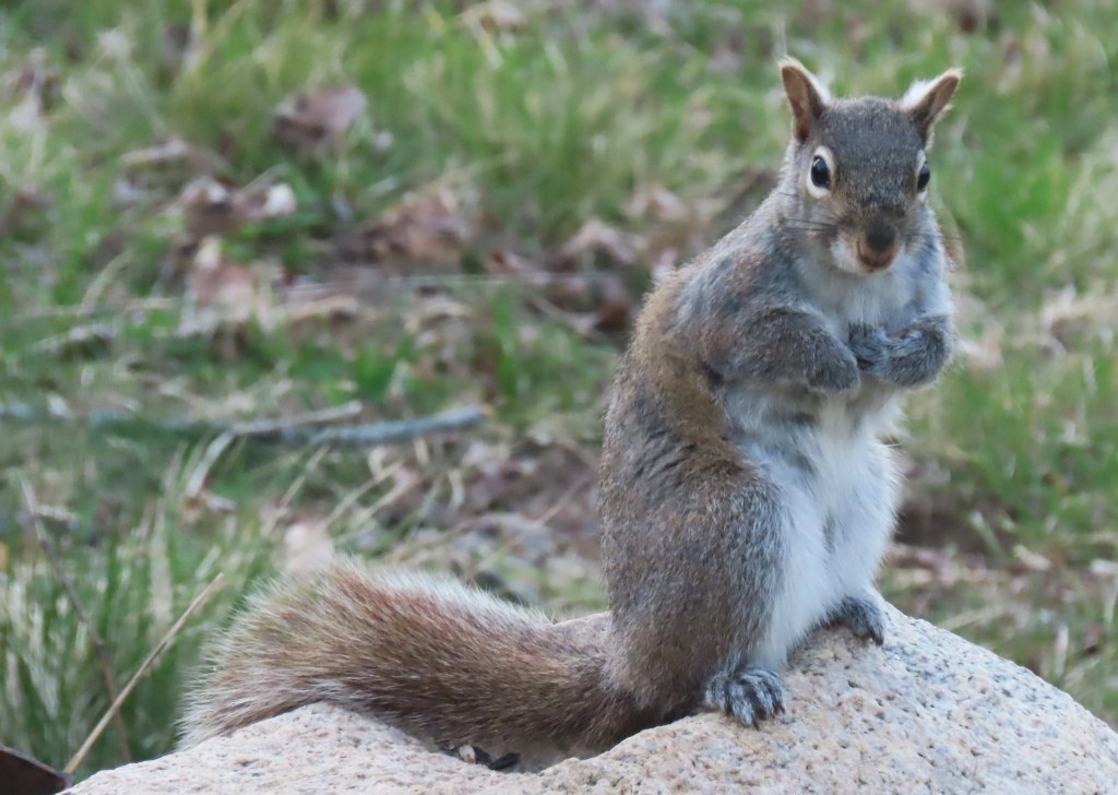 Gray squirrels Oakland County Blog