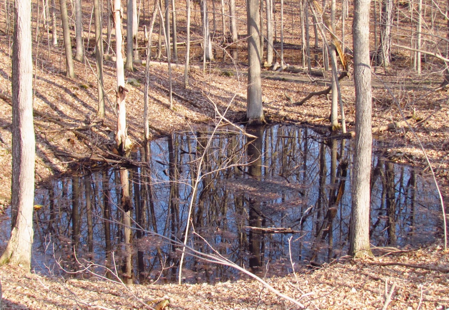Oakland County’s Vernal Ponds Alive With Wood Frogs! Oakland County