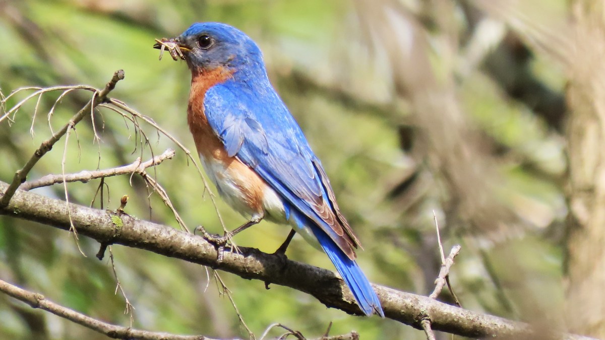 An Eastern Bluebird perched on a twig with food in its mouth for hatchlings
