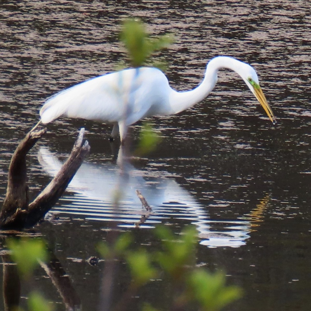 A Great Egret stabs its beak down into the water