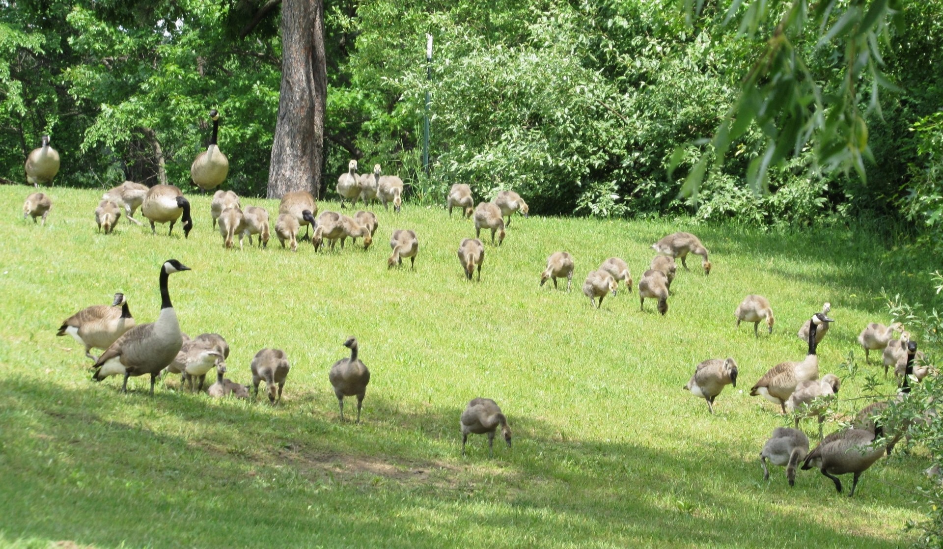 Several geese and their goslings pecking the ground on a grassy hill