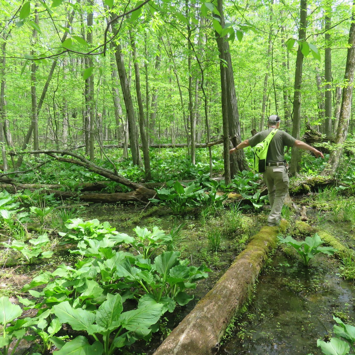A man walks, with arms outstretched for balance, across a fallen log in the woods