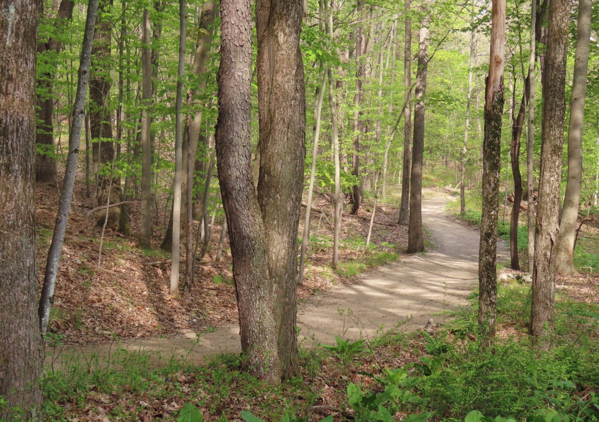A dirt path winds through a wooded area in the springtime