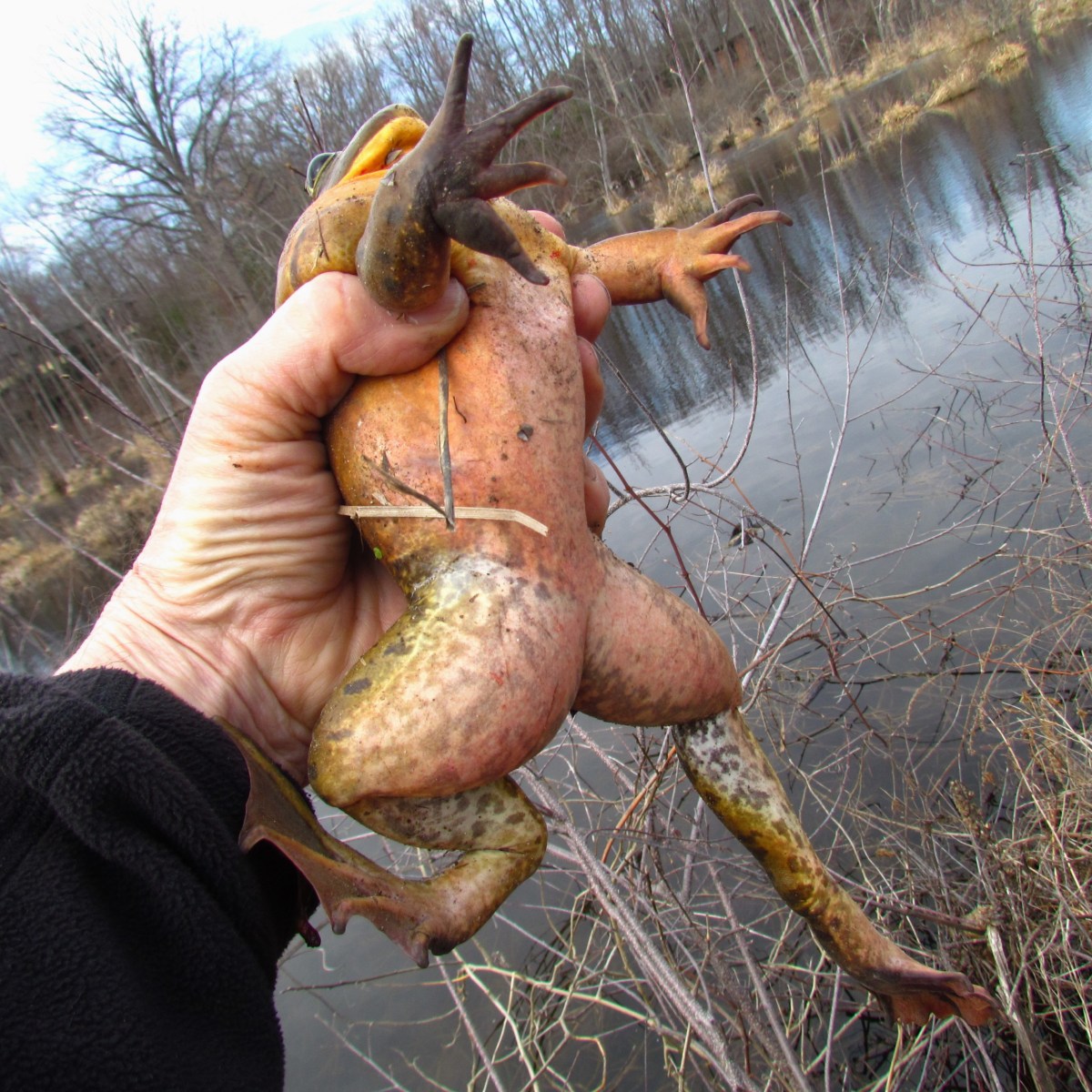 A bullfrog held in a human hand struggles to get free, the underside of its body is shown