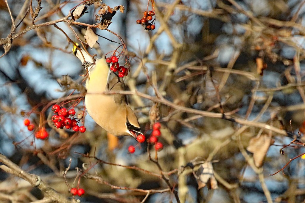 A cedar waxwing leaning down from a branch to eat a red berry