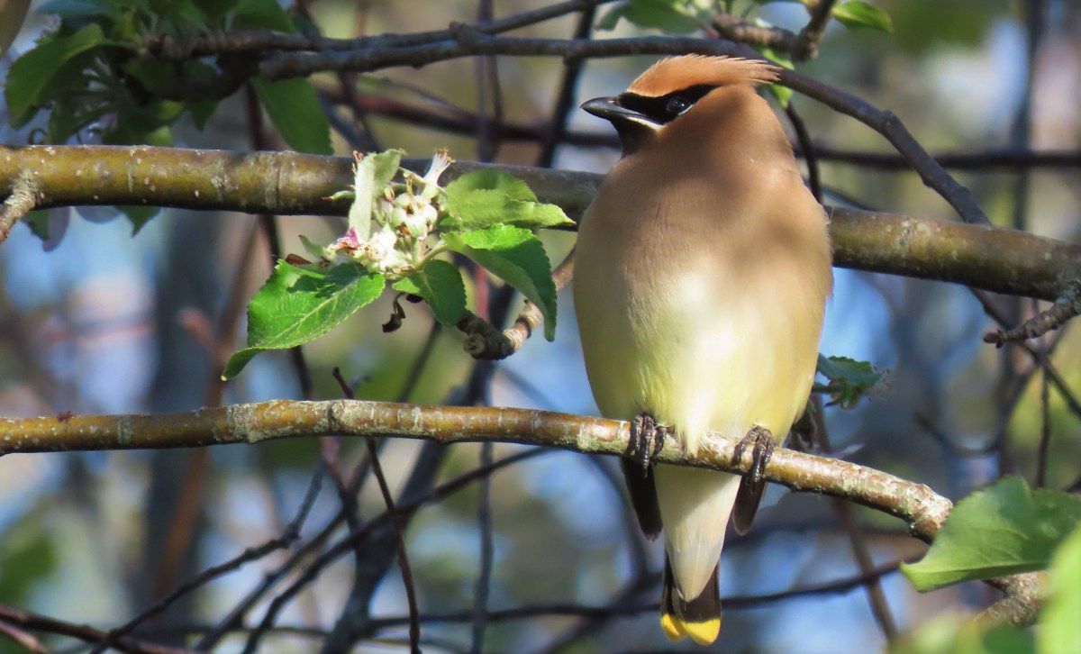A Cedar Waxwing perched on a branch