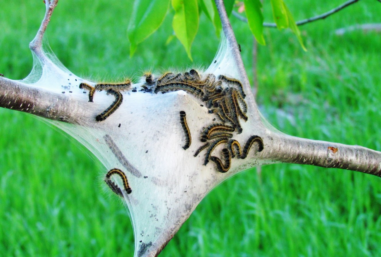 Several tent caterpillars on a black cherry tree branch