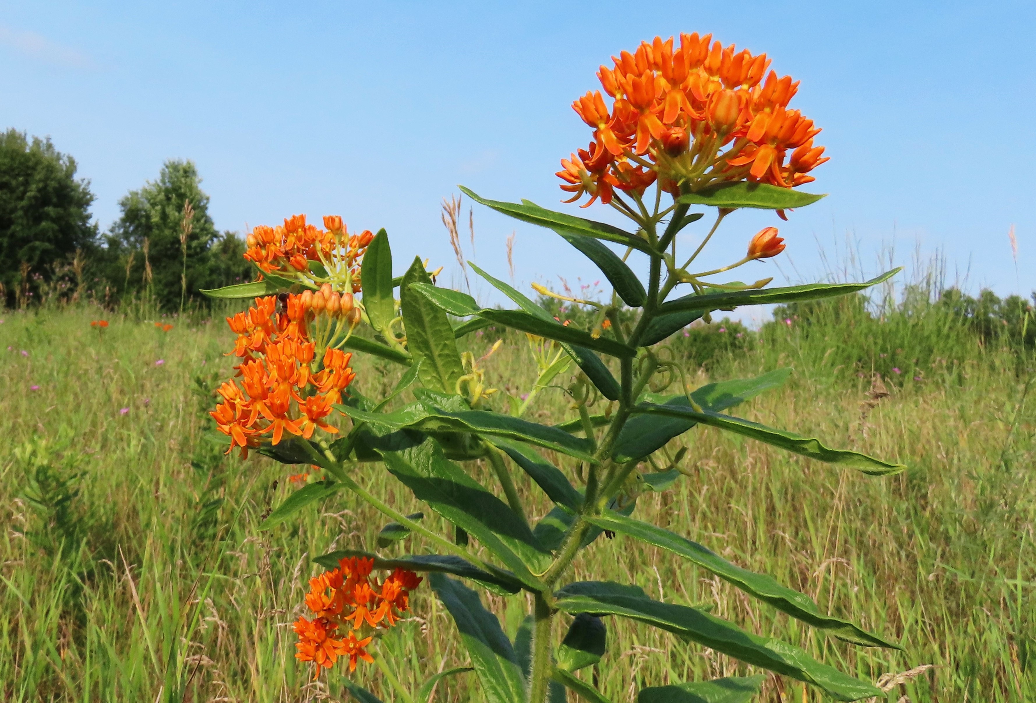 Butterfly Weed: A Gift of Nature! – Oakland County Blog