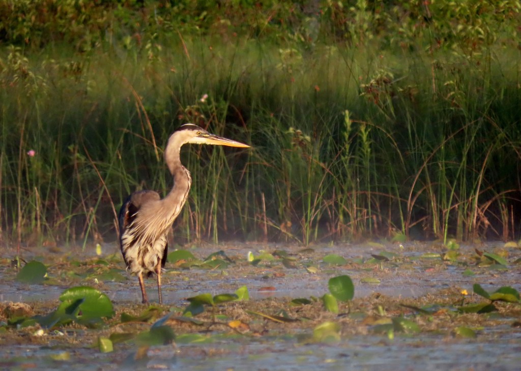 Great Blue Heron stands in shallow water, mist rises from it