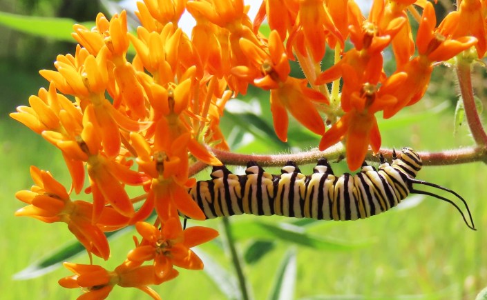 A monarch caterpillar crawls along butterfly weed blossoms