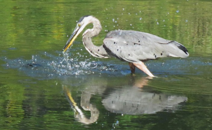A Great Blue Heron stabs its beak down into the water creating a splash