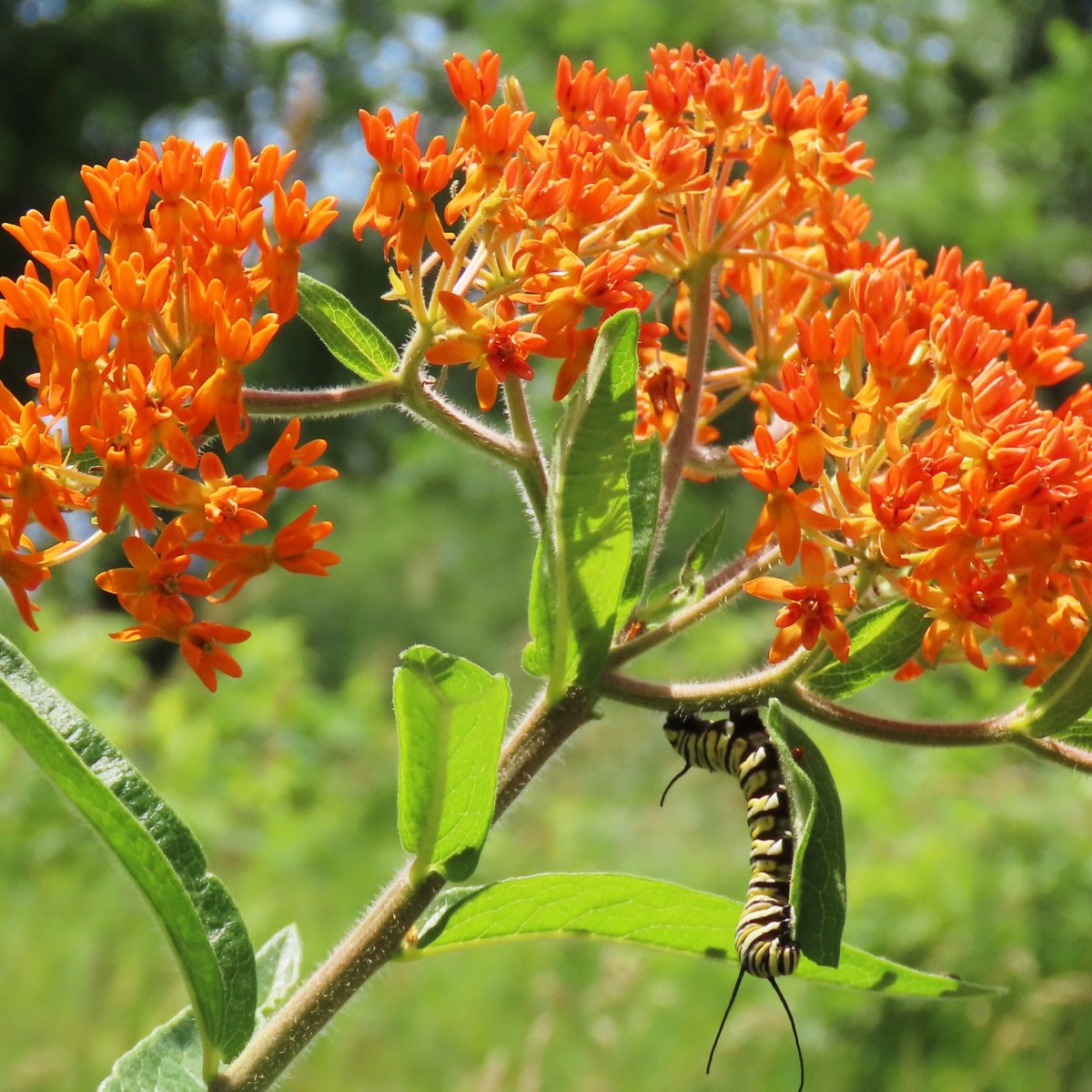 A caterpillar and a bee on a butterfly weed plant