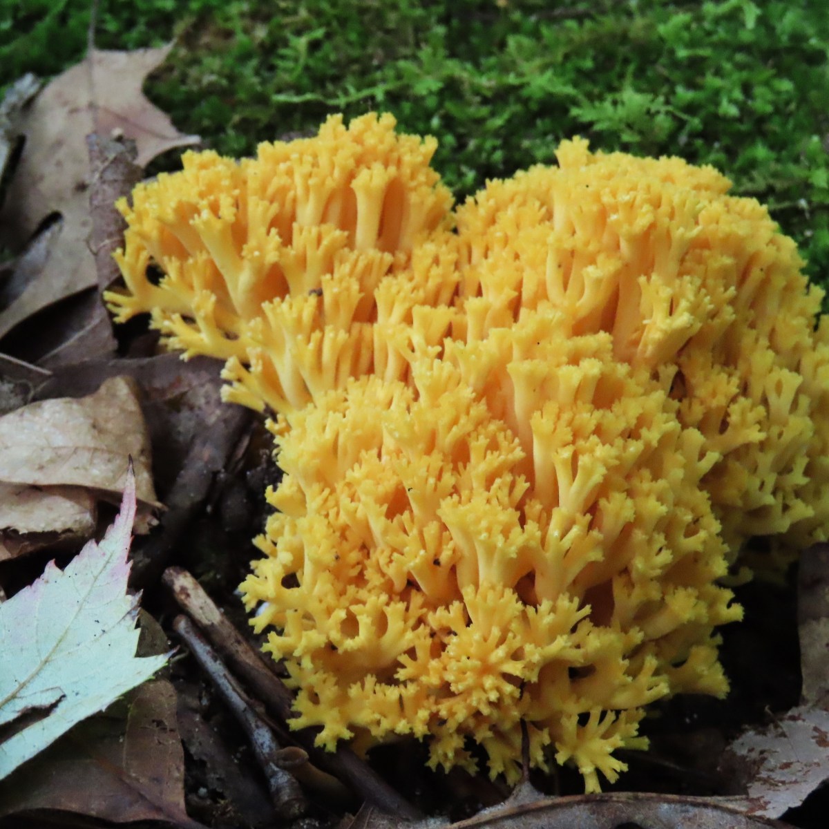 Golden Coral Fungi