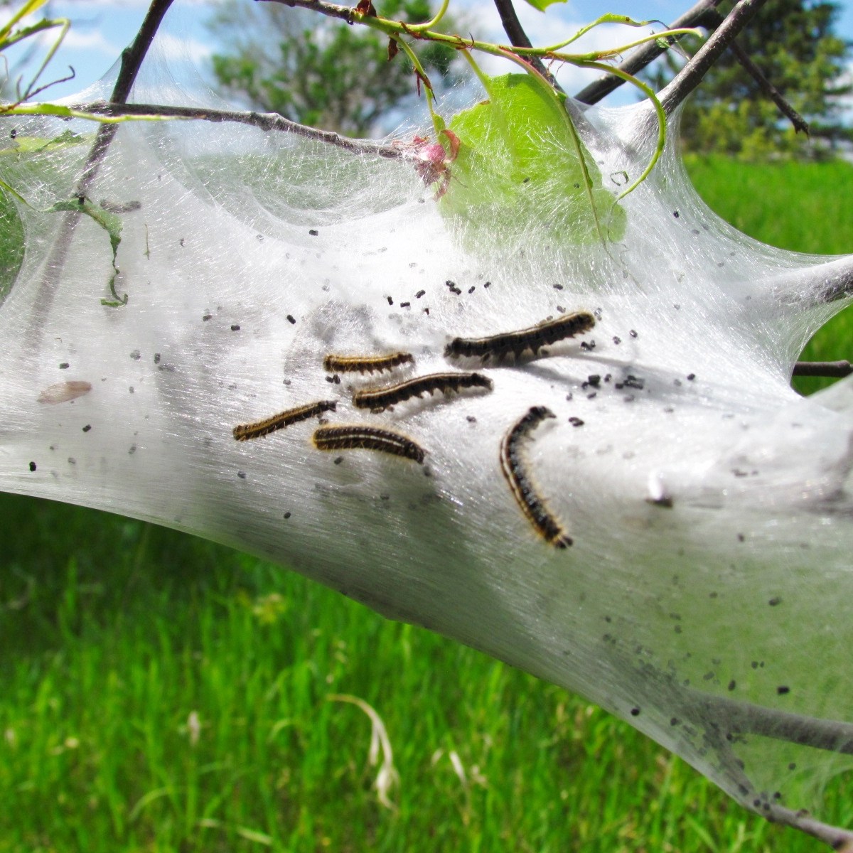 Tent caterpillars in their web