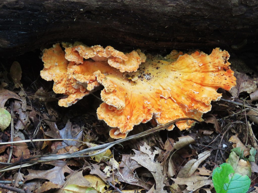 Chicken of Woods mushroom