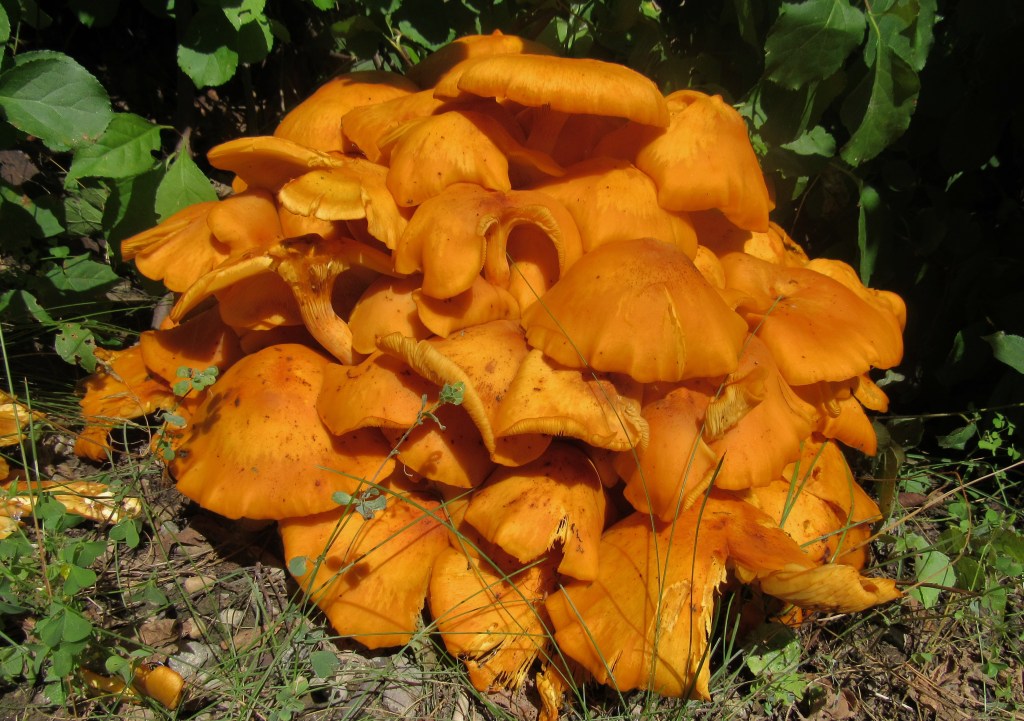 Jack-O-Lantern mushroom