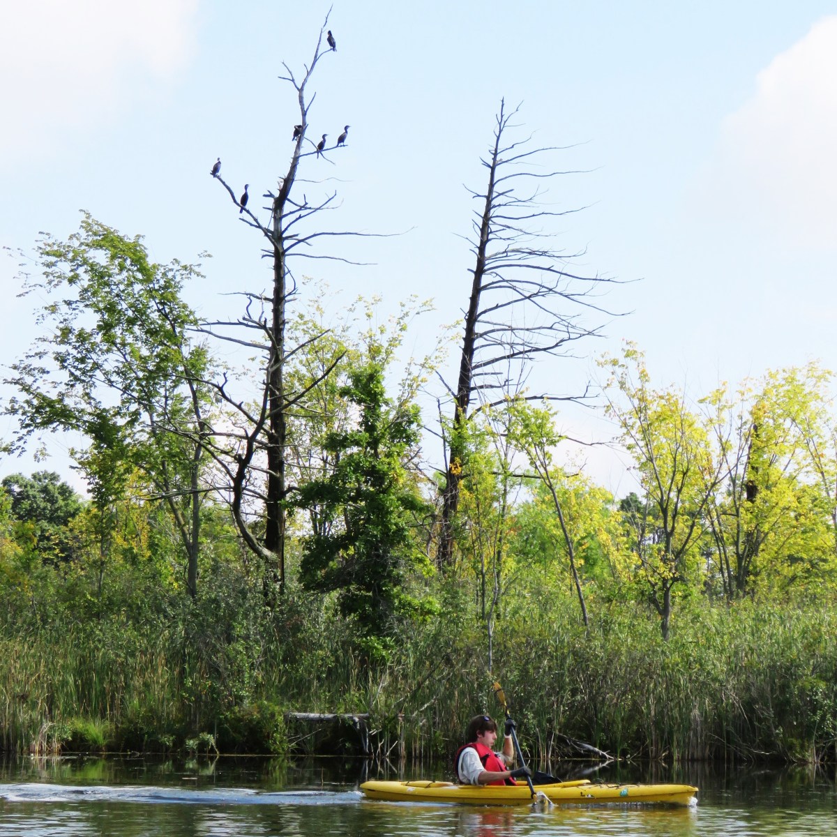 A kayaker paddles in a lake