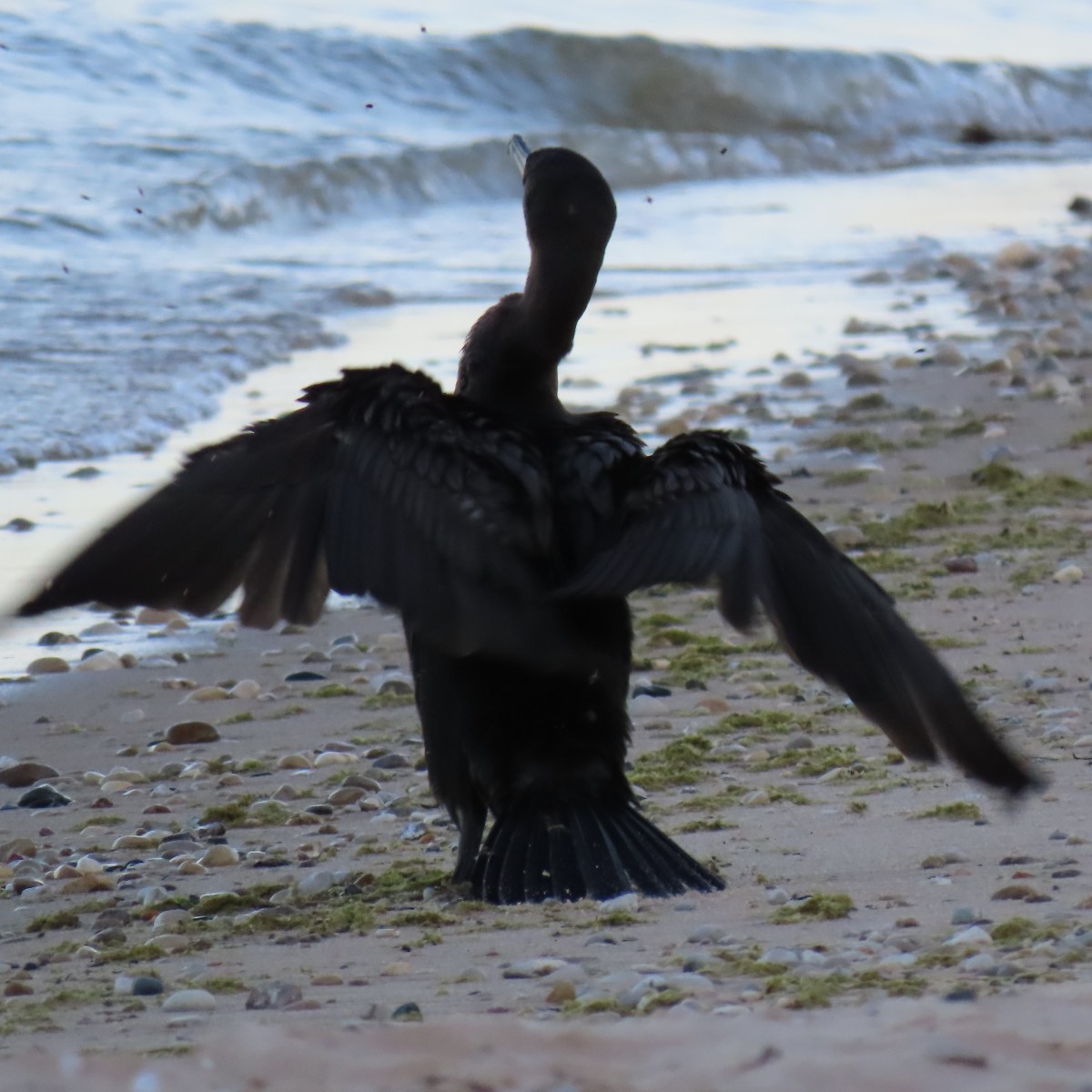 Cormorant on beach with outspread wings