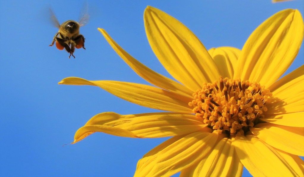 Jerusalem Artichokes Not Just for Bees! Oakland County Blog