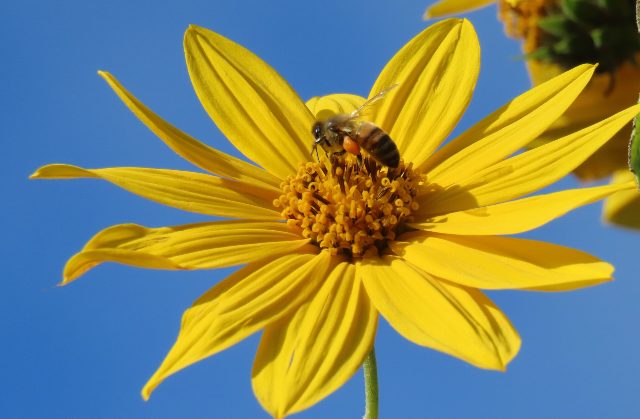 Jerusalem Artichokes Not Just for Bees! Oakland County Blog