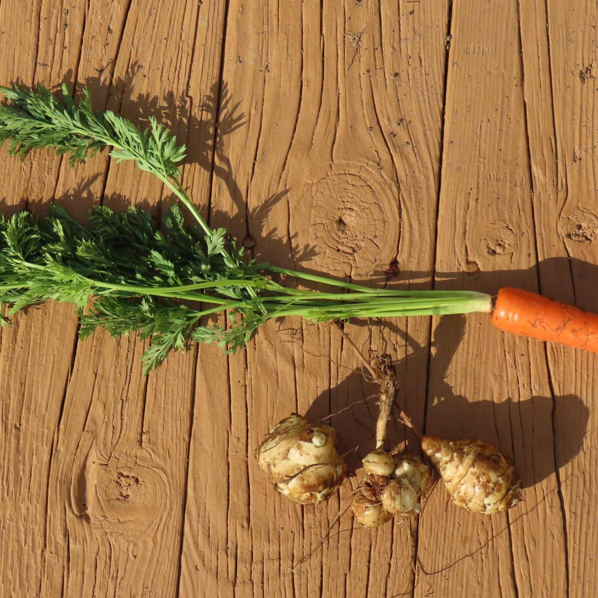 carrot and Jerusalem artichoke tuber