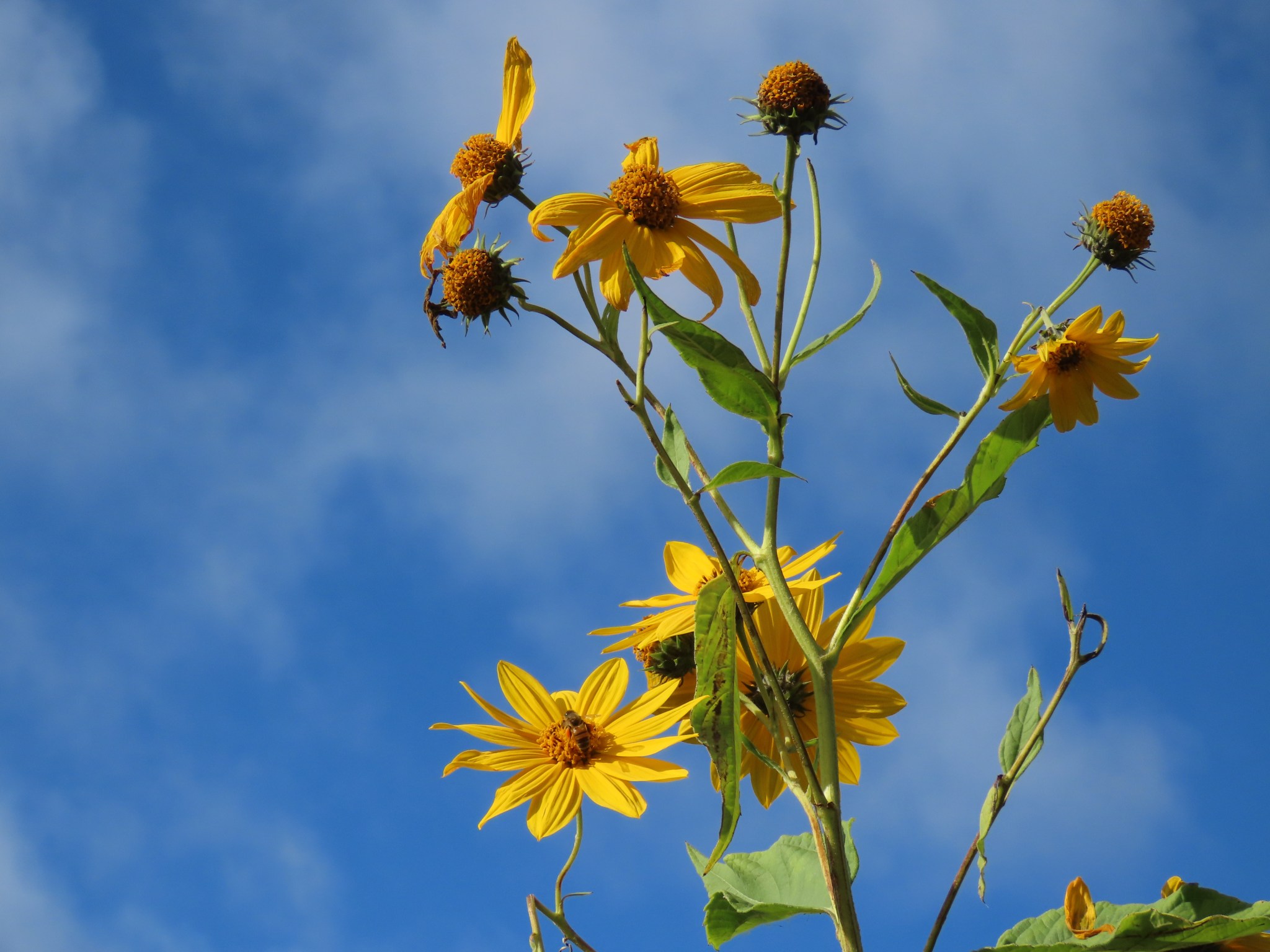 Jerusalem Artichokes Not Just for Bees! Oakland County Blog