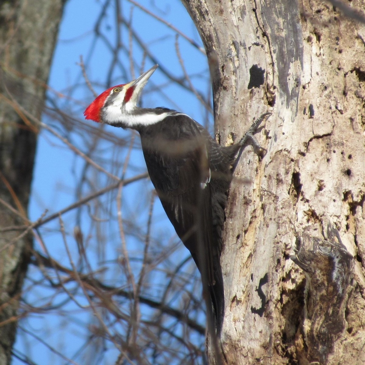 Male pileated woodpecker