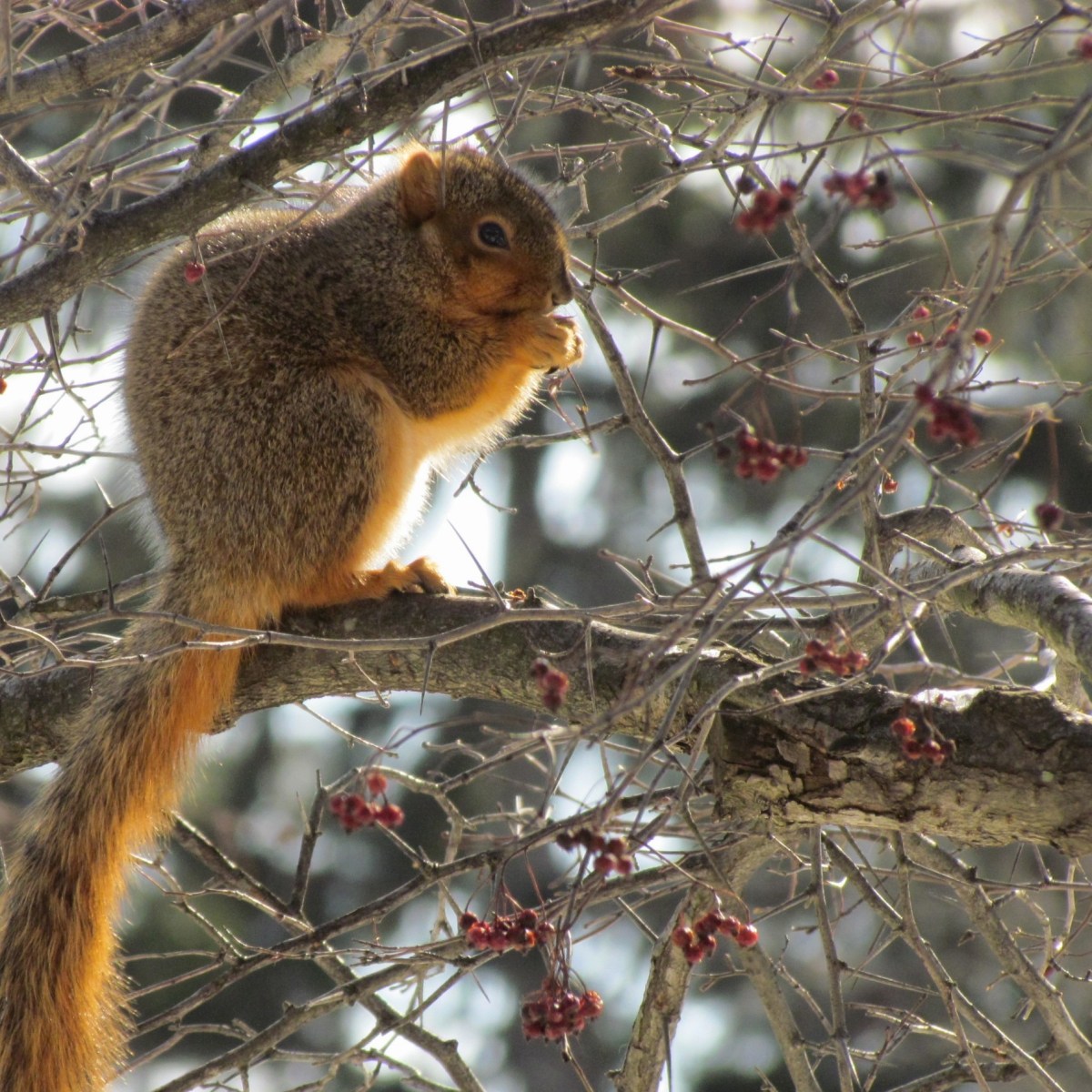 Fox Squirrel eating berries