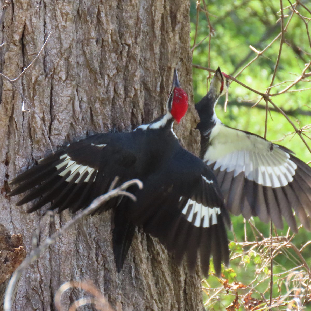 Pileated woodpeckers flashing wings