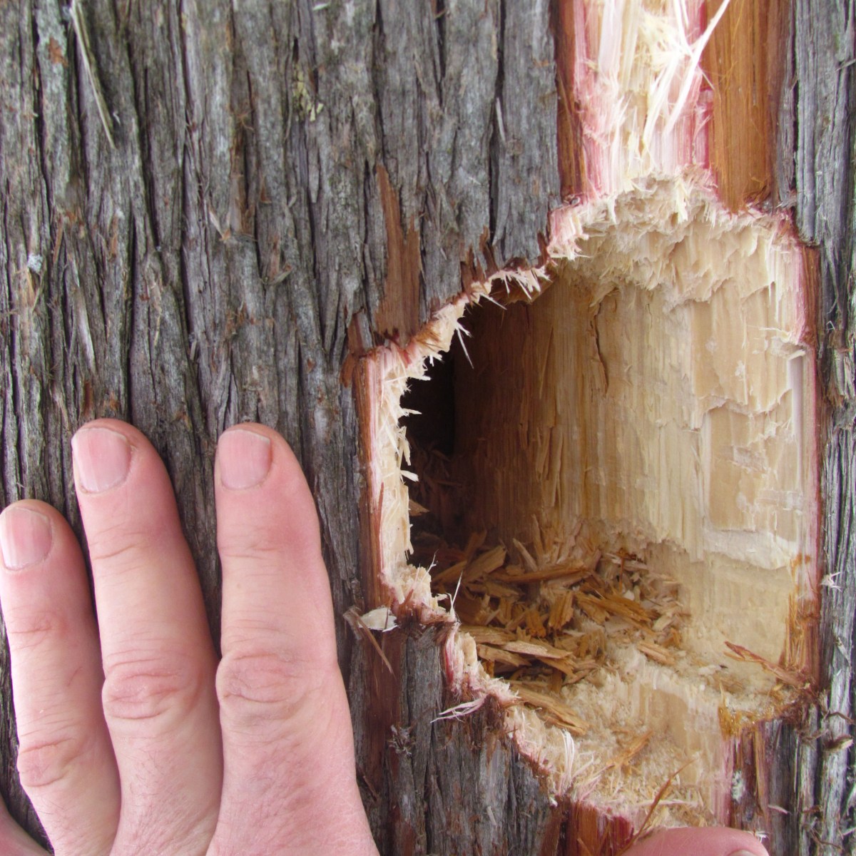 Pileated woodpecker hole in tree
