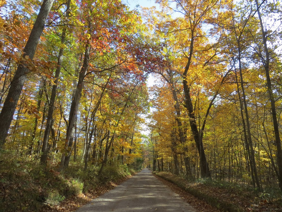 Rural road in the fall