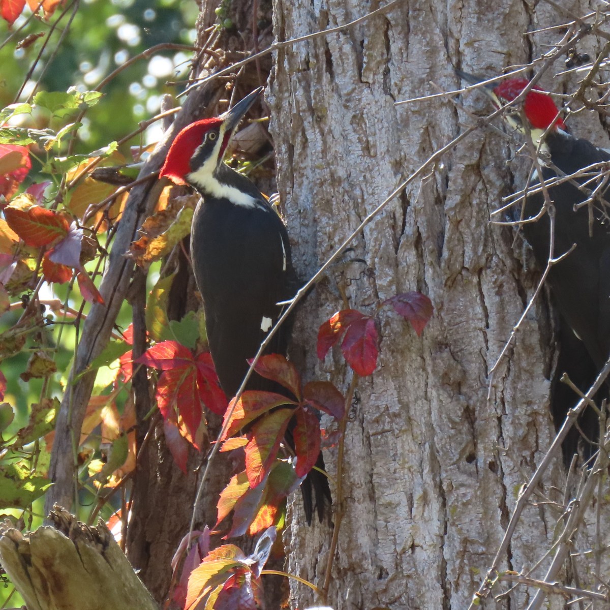 Pileated woodpecker with fall leaves