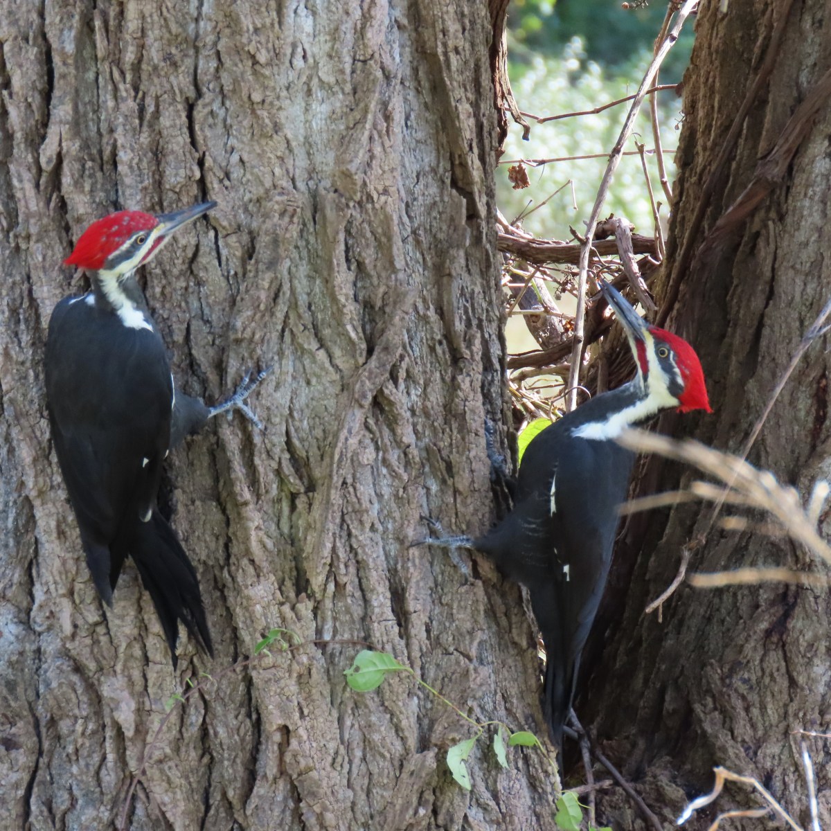 Two pileated woodpeckers