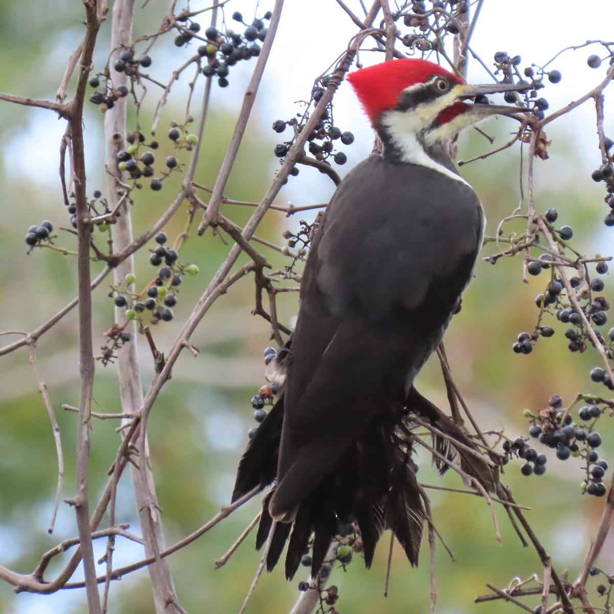 Pileated woodpecker with grape in mouth