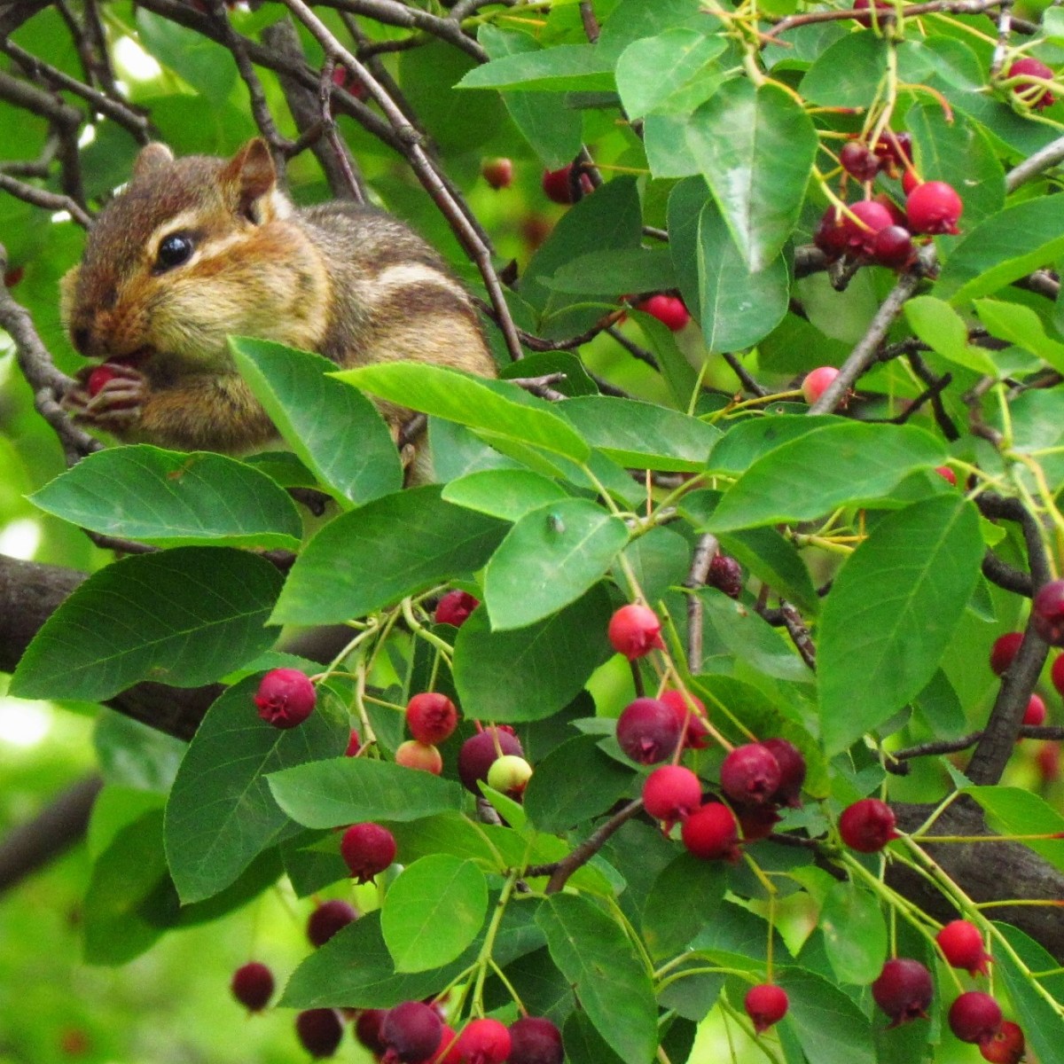 Chipmunk eating berries from tree