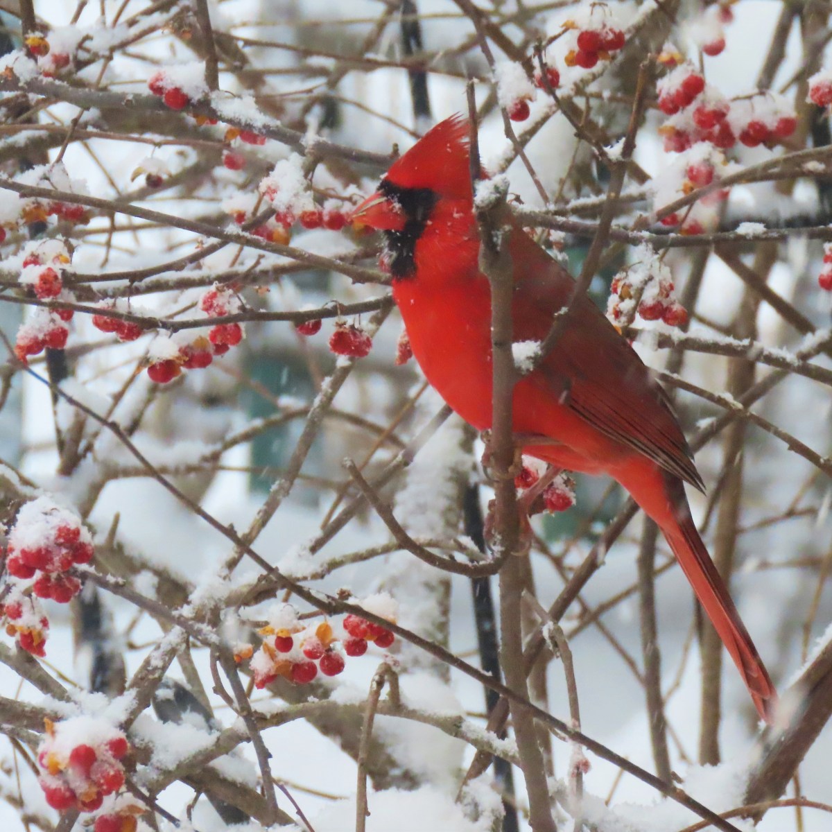 Male Cardinal in snow eating berries